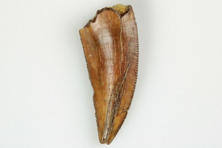 Serrated, Raptor Tooth - Real Dinosaur Tooth #193091